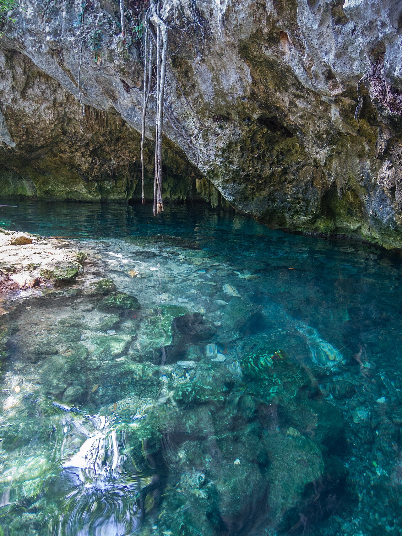 Tree roots hanging above clear blue water in Gran Cenote near Tulum