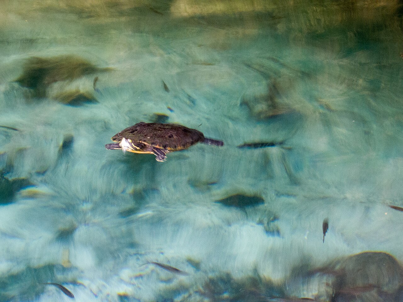 A freshwater turtle swimming at the surface of Gran Cenote with small fish below