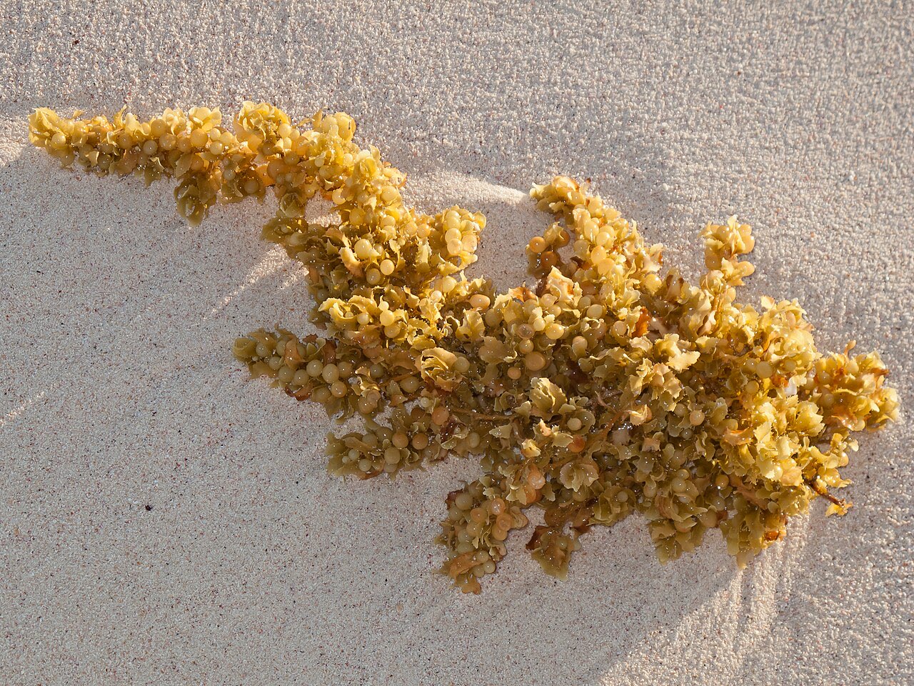 A sprig of golden-brown sargassum with round air bladders lying on white sand